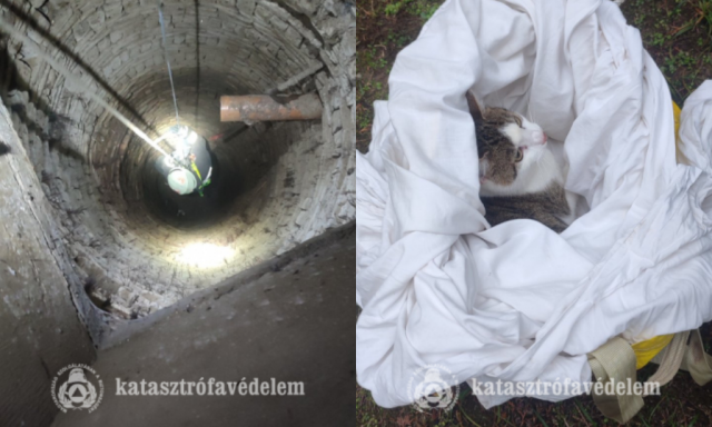 Tizenk&eacute;t m&eacute;ter m&eacute;ly k&uacute;tba esett egy macska S&aacute;gv&aacute;ron