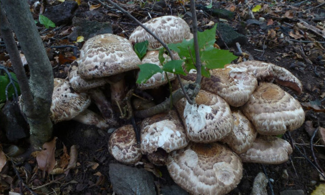 Csokorban nő, m&eacute;gis ritka: ez a fajta nyerte el a Magyarorsz&aacute;g &Eacute;v Gomb&aacute;ja 2026 c&iacute;met