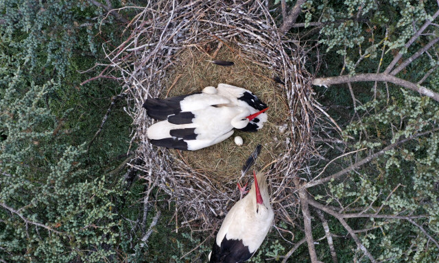 Megvan az első toj&aacute;s Szofi &eacute;s Macus f&eacute;szk&eacute;ben - VIDE&Oacute;
