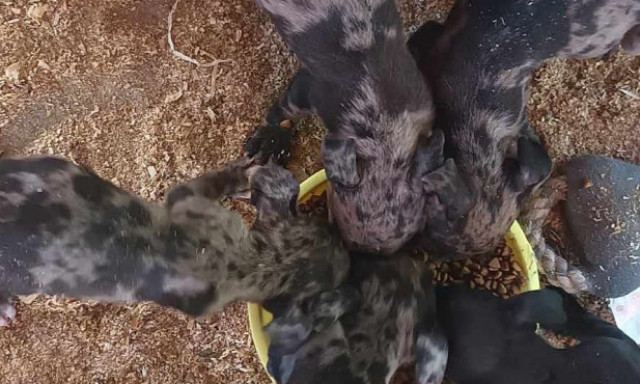 H&eacute;t kiskuty&aacute;t hagyott sors&aacute;ra Kaposv&aacute;r hat&aacute;r&aacute;ban a sz&iacute;vtelen nő