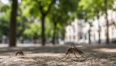 Ma v&eacute;gre sz&uacute;nyogirt&aacute;s lesz Kaposv&aacute;ron