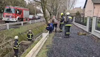 V&iacute;zelvezetőből mentettek ki egy szarvast Zam&aacute;rdiban - VIDE&Oacute;