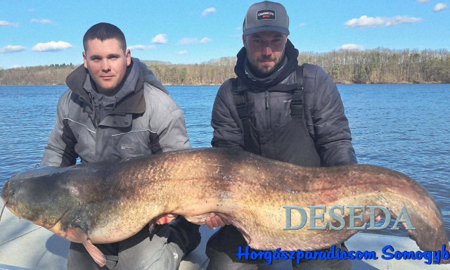 Kapit&aacute;lis harcsafog&aacute;s a Desed&aacute;n - 180 centis ragadoz&oacute;t siker&uuml;lt kifogni