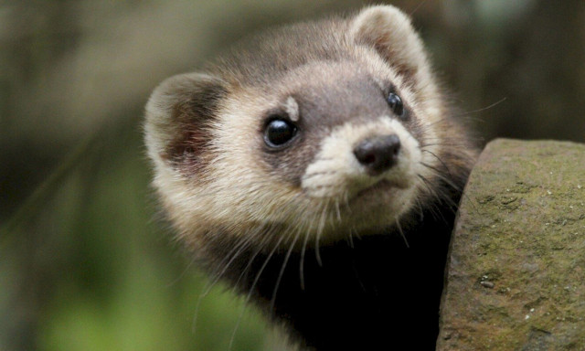 2026-ban a moln&aacute;rg&ouml;r&eacute;ny lett az &eacute;v emlőse