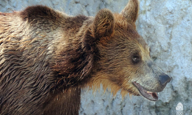 J&oacute;soltak a Főv&aacute;rosi &Aacute;llatkert medv&eacute;i: hamarosan bek&ouml;sz&ouml;nthet a tavasz