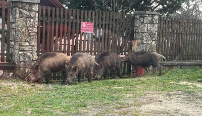 Úgy tűnik nem oldódik meg a vaddisznó probléma Almádiban