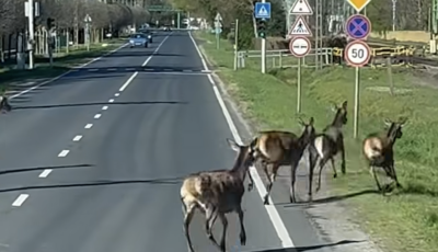 Riadt szarvasok rohantak az aut&oacute;k k&ouml;z&eacute; Balatonfenyvesen