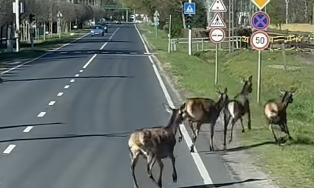 Riadt szarvasok rohantak az aut&oacute;k k&ouml;z&eacute; Balatonfenyvesen