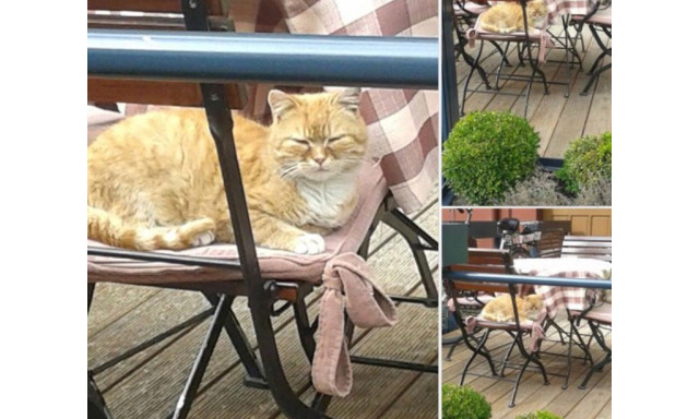 A nap cukis&aacute;ga a macska, aki a Kapos Hotel terasz&aacute;n hesszelget
